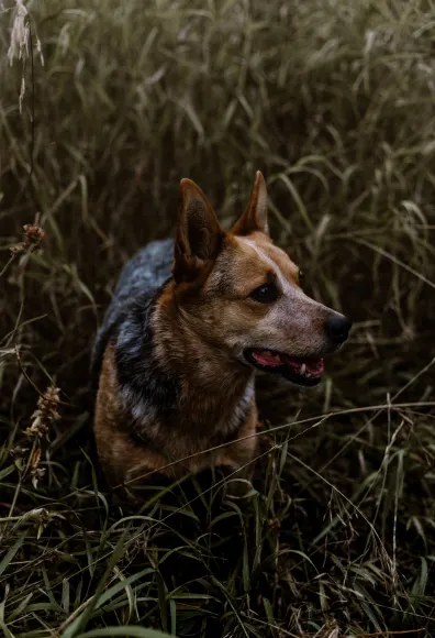 Dog sitting in the grass